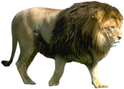 lion